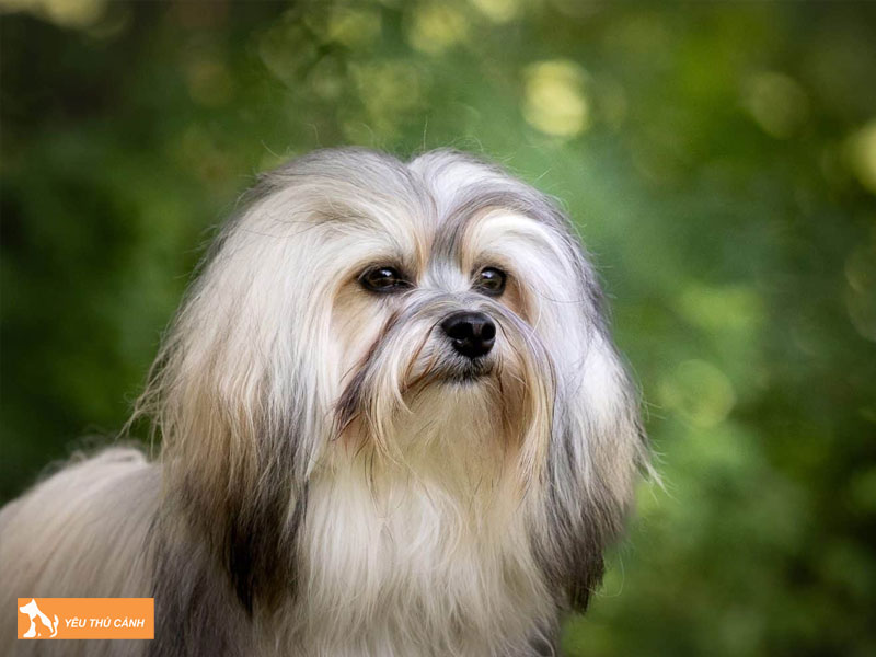 Cach-nuoi-cho-lowchen-hieu-qua-thucanh