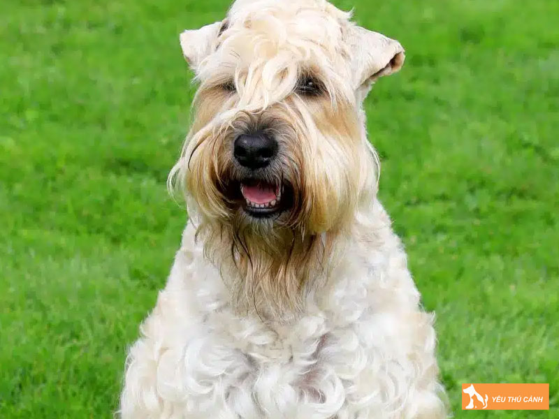 Cach-nuoi-cho-soft-coated-wheaten-terrier-chi-tiet-1-thucanh