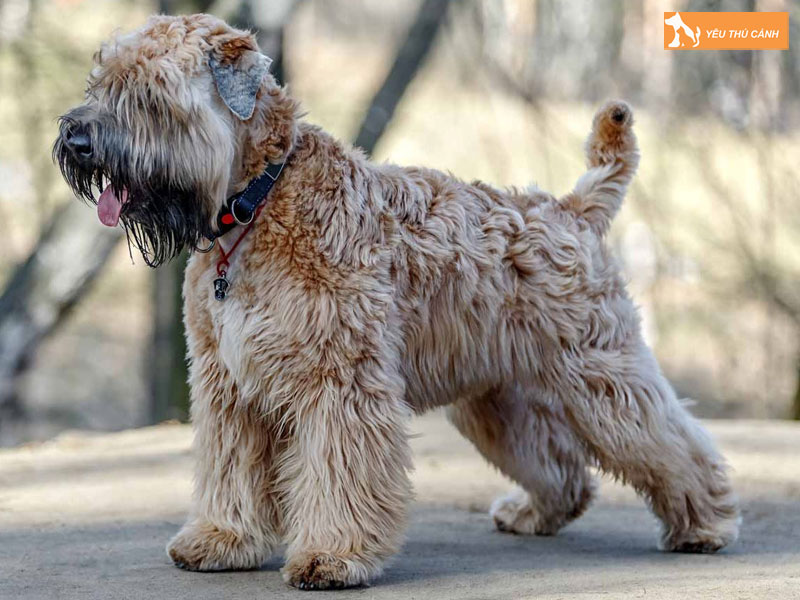 Cach-nuoi-cho-soft-coated-wheaten-terrier-chi-tiet-2-thucanh