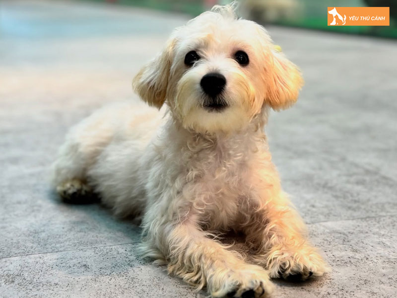 Cach-nuoi-cho-westiepoo-chi-tiet-1-thucanh