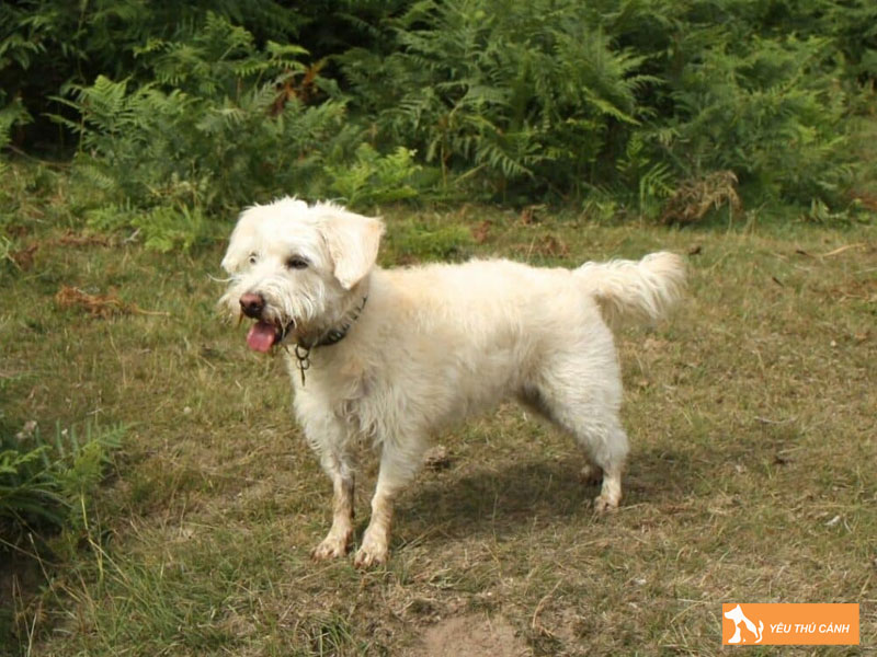 Cach-nuoi-cho-westiepoo-chi-tiet-thucanh
