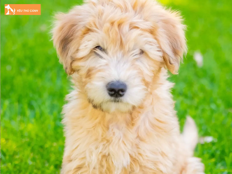 Cach-nuoi-cho-whoodle-chi-tiet-1-thucanh