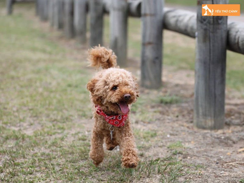 Cach-nuoi-cho-whoodle-chi-tiet-thucanh