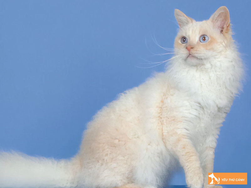 Cach-nuoi-meo-laperm-de-meo-luon-khoe-manh-hanh-phuc-thucanh