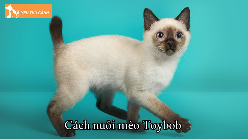 Cách nuôi mèo Toybob ở khí hậu Việt Nam từ A-Z
