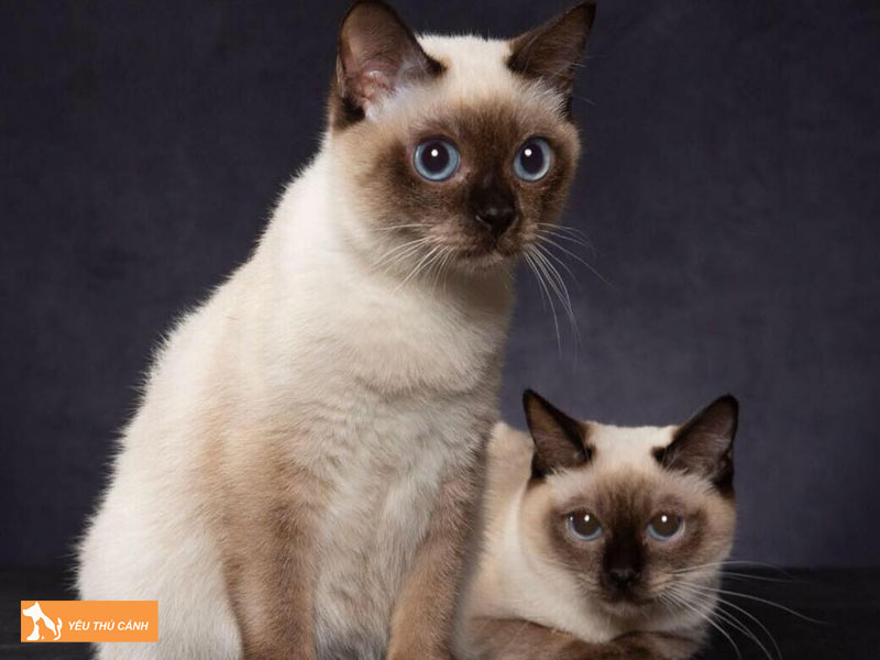 Che-do-dinh-duong-hop-ly-trong-cach-nuoi-meo-toybob-o-viet-nam-thucanh