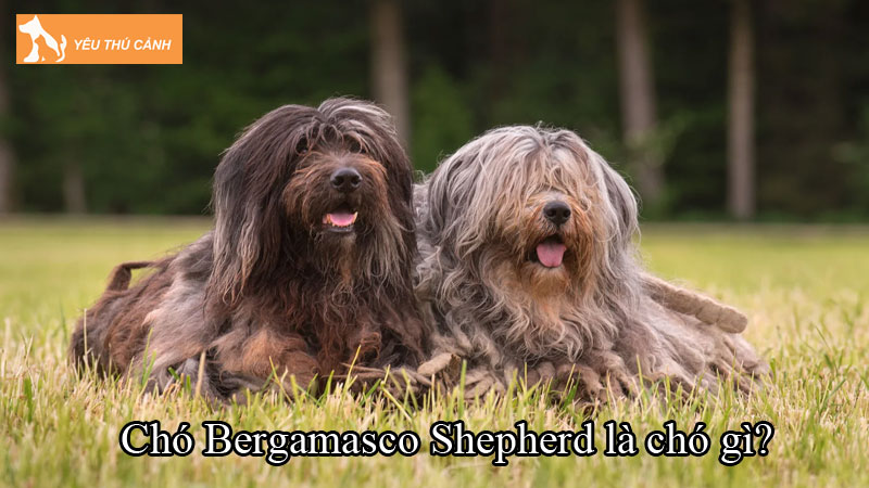 Chó Bergamasco Shepherd là chó gì? Nuôi thế nào để khỏe mạnh