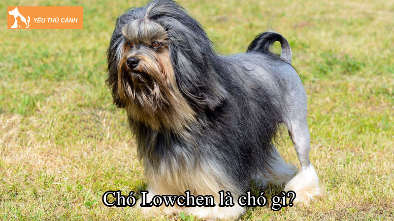 Chó Lowchen là chó gì? Cách nuôi chó làm sao cho đúng?