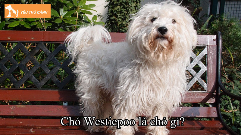 Chó Westiepoo là chó gì? Giống chó đáng yêu, phù hợp để nuôi