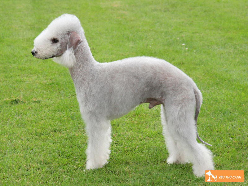 Dac-diem-cua-cho-bedlington-terrier-thucanh