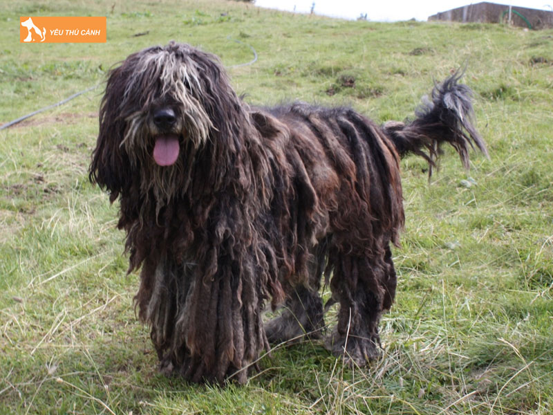 Dac-diem-cua-cho-bergamasco-shepherd-thucanh