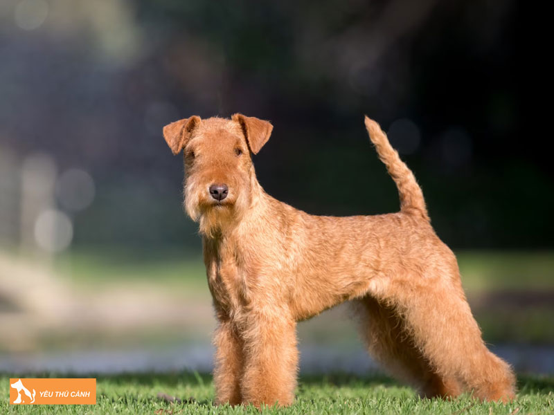 Dac-diem-cua-cho-lakeland-terrier-thucanh