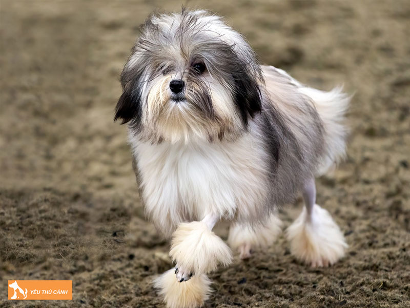 Dac-diem-cua-cho-lowchen-thucanh