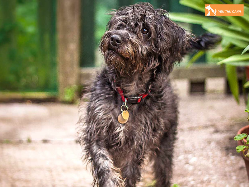 Dac-diem-cua-cho-schnoodle-thucanh