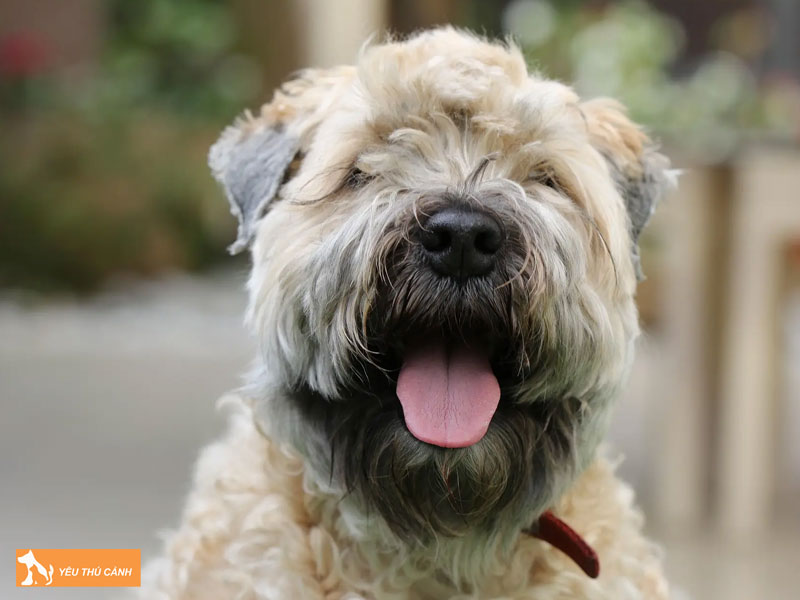 Dac-diem-cua-cho-soft-coated-wheaten-terrier-1-thucanh