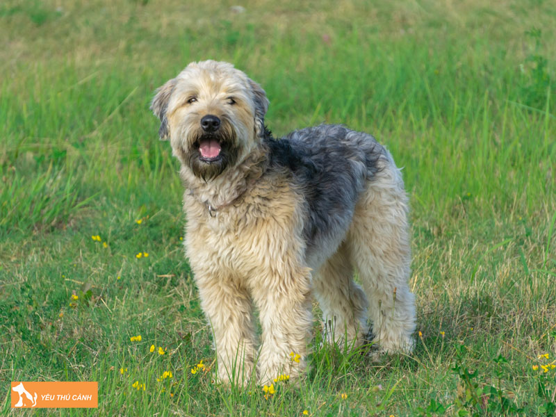 Dac-diem-cua-cho-soft-coated-wheaten-terrier-thucanh
