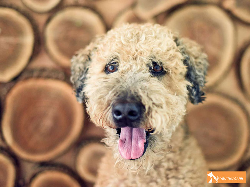 Dac-diem-cua-cho-whoodle-thucanh