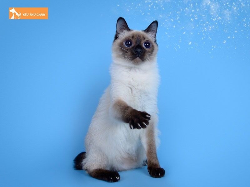 Dac-diem-cua-giong-meo-toybob-thucanh