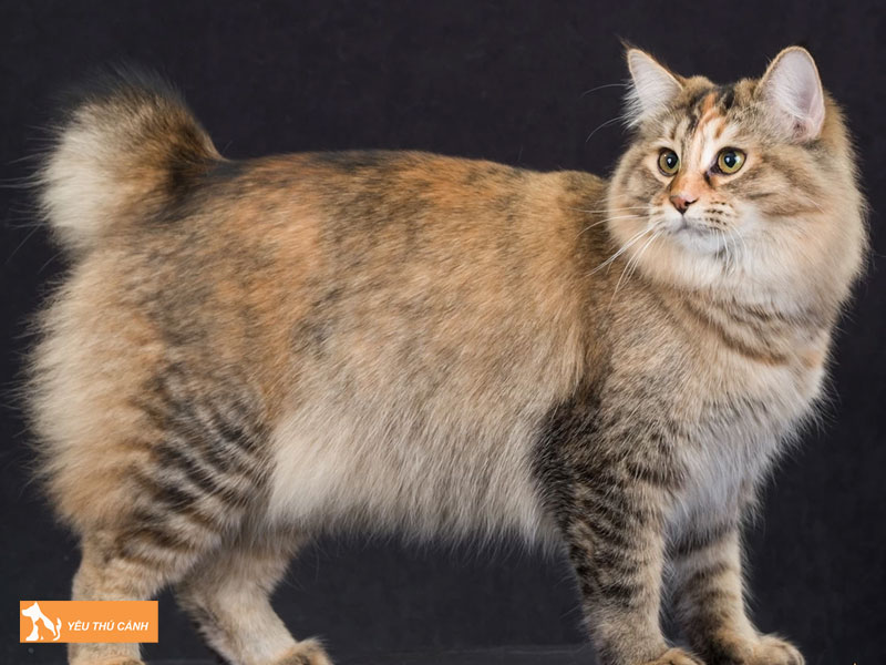 Dac-diem-cua-meo-my-cut-duoi-thucanh