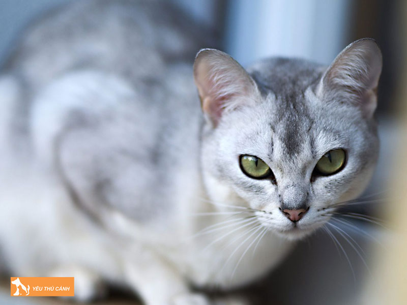 Dac-diem-ngoai-hinh-cua-meo-burmilla-thucanh