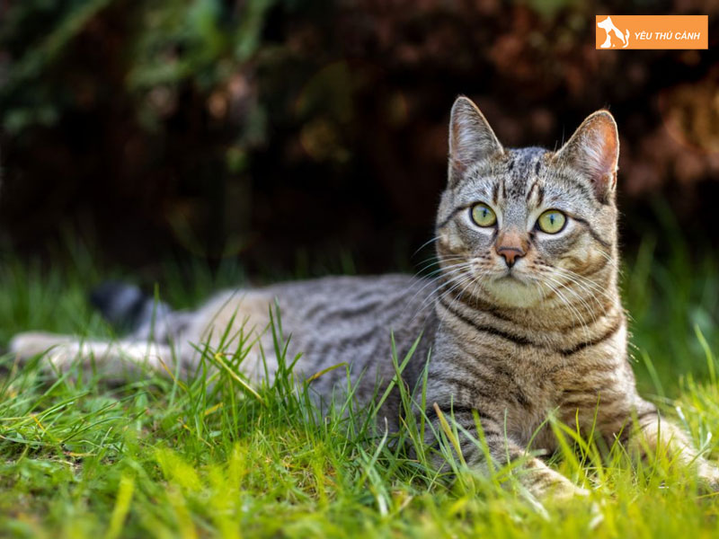 Dac-diem-ngoai-hinh-cua-meo-mist-uc-thucanh