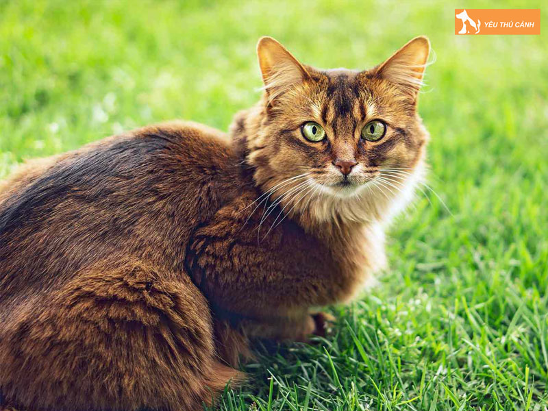 Dac-diem-ngoai-hinh-noi-bat-cua-meo-somali-thucanh