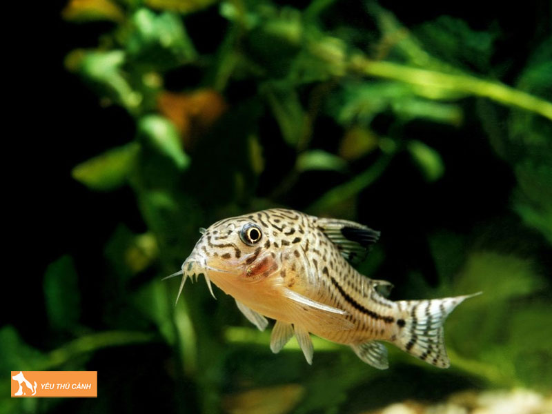 Dac-diem-noi-bat-cua-ca-chuot-julii-thucanh