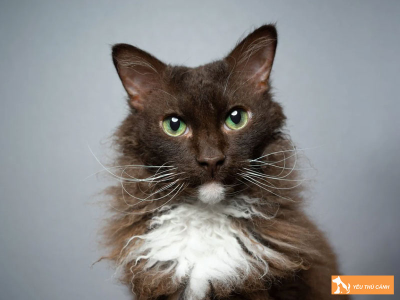 Dac-diem-tinh-cach-meo-laperm-thucanh