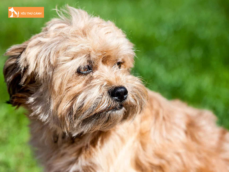 Doi-net-ve-giong-cho-westiepoo-thucanh