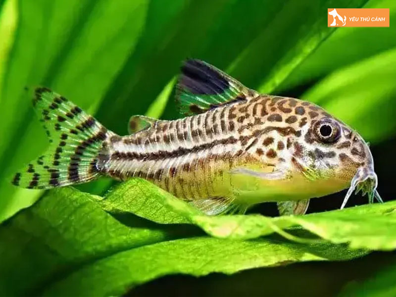 Gia-ca-chuot-julii-va-loi-ich-khi-nuoi-thucanh