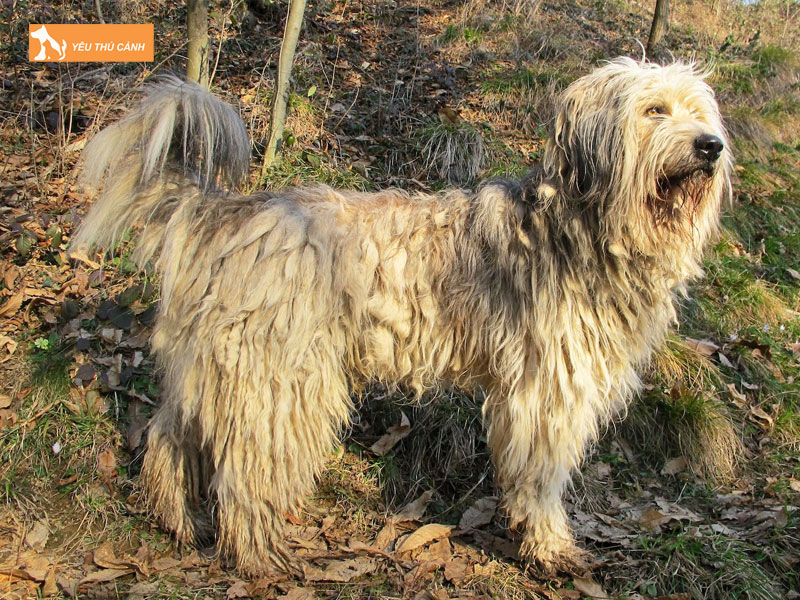 Gioi-thieu-cho-bergamasco-shepherd-thucanh