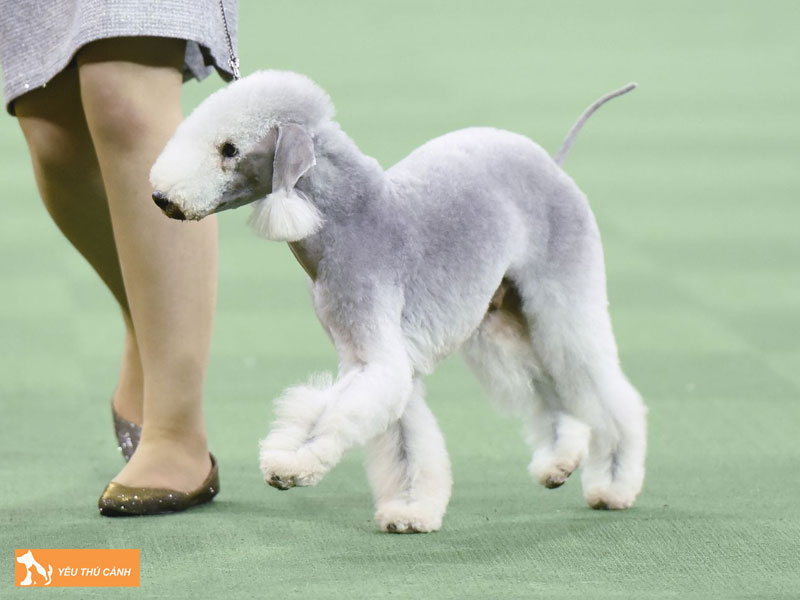Gioi-thieu-ve-cho-bedlington-terrier-thucanh