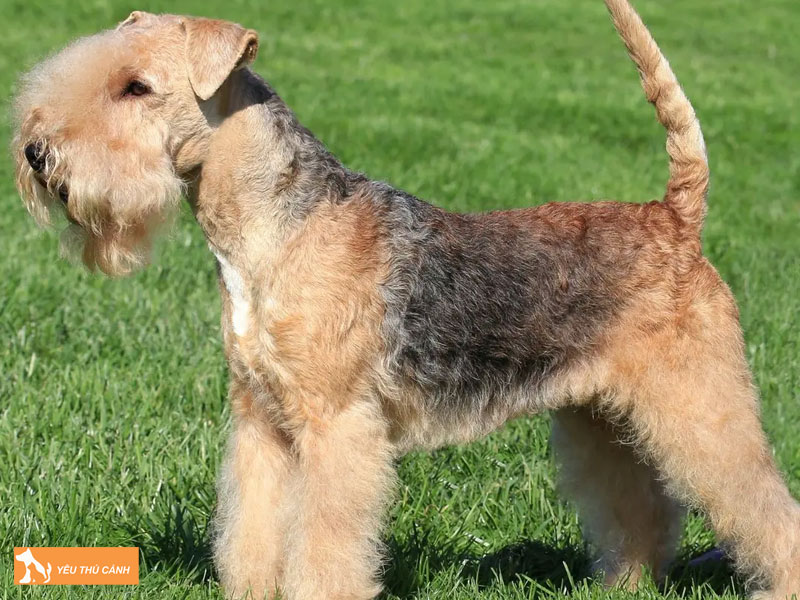 Gioi-thieu-ve-cho-lakeland-terrier-thucanh