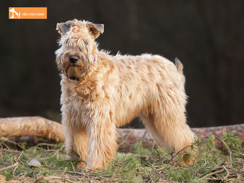 Gioi-thieu-ve-cho-soft-coated-wheaten-terrier-thucanh