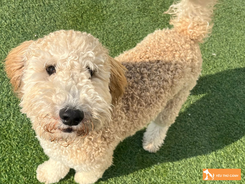 Gioi-thieu-ve-cho-whoodle-thucanh