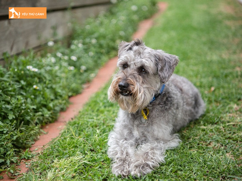 Gioi-thieu-ve-giong-cho-schnoodle-thucanh