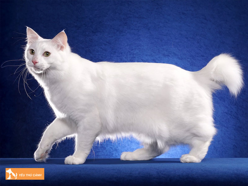 Gioi-thieu-ve-meo-american-bobtail-meo-my-cut-duoi-thucanh