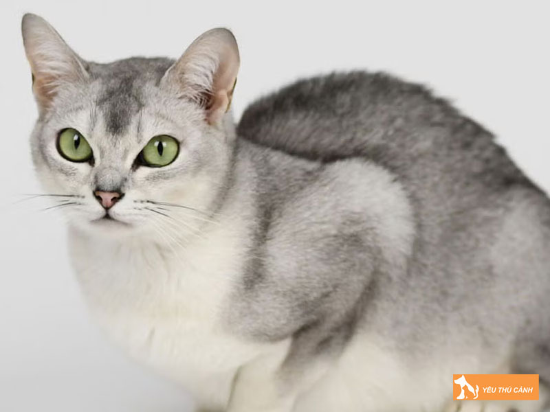 Loi-ich-khi-nuoi-meo-burmilla-thucanh