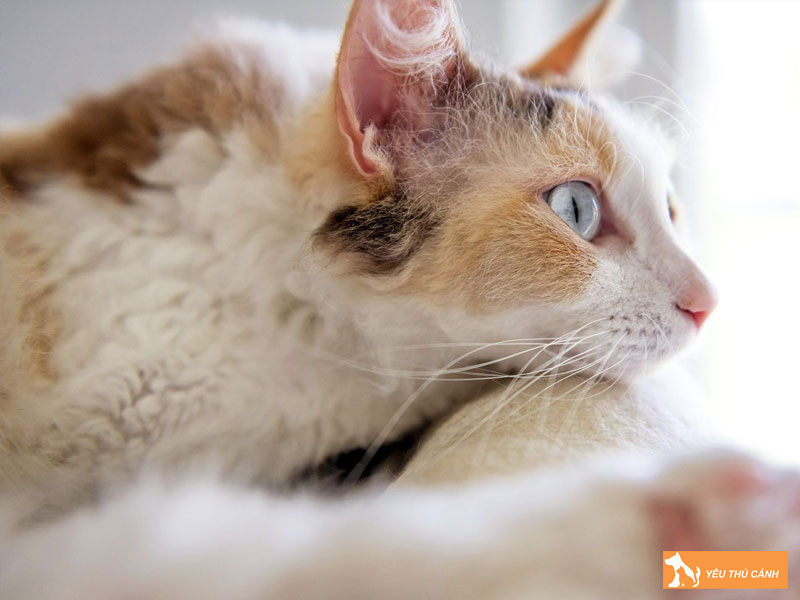 Ly-do-nen-nuoi-meo-laperm-thucanh