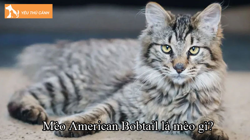 Mèo American Bobtail là mèo gì? Cách nuôi khỏe mạnh, đáng yêu