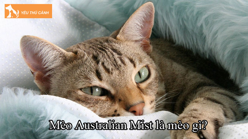 Mèo Australian Mist là mèo gì? Cách nuôi mèo luôn hạnh phúc