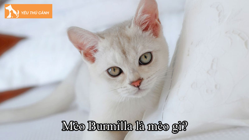 Mèo Burmilla là mèo gì? Cách chăm sóc để mèo khỏe, đẹp