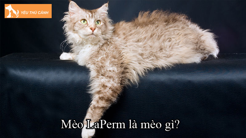 Mèo LaPerm là mèo gì? Những điều thú vị về loài mèo này