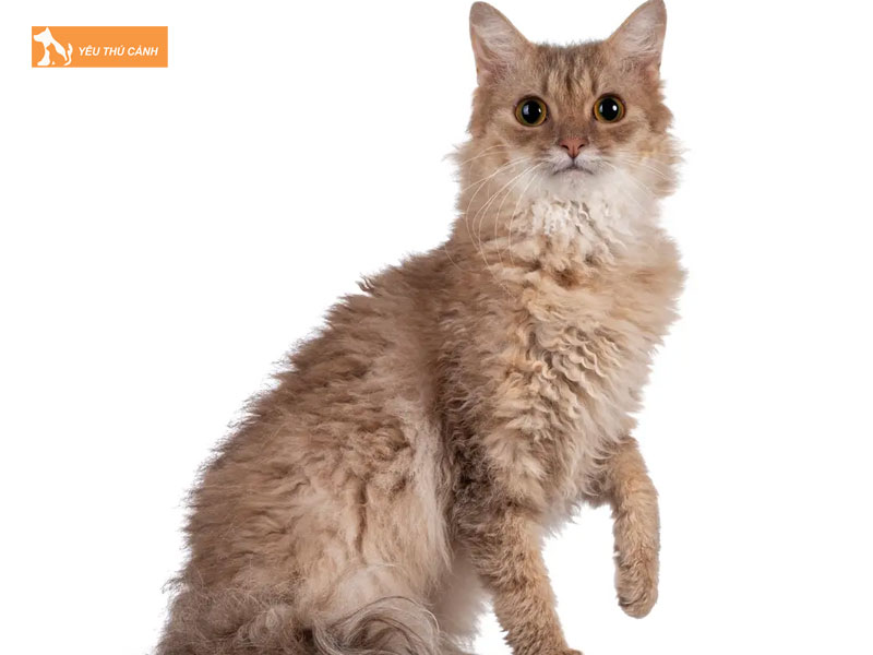 Meo-laperm-la-meo-gi-thucanh