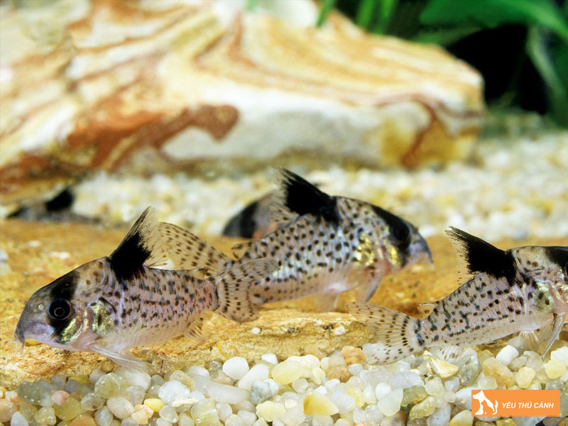 Moi-truong-song-va-tap-tinh-cua-ca-chuot-julii-thucanh