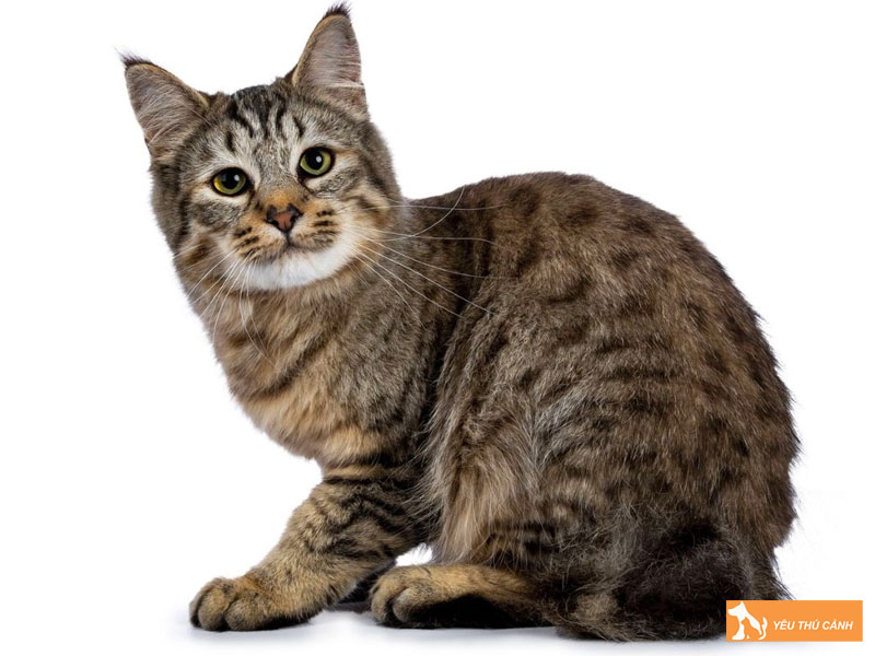 Mot-so-benh-thuong-gap-o-meo-american-bobtail-va-cach-phong-tranh-thucanh