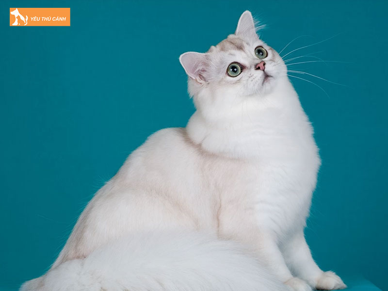 Mot-so-luu-y-khi-nuoi-meo-burmilla-thucanh