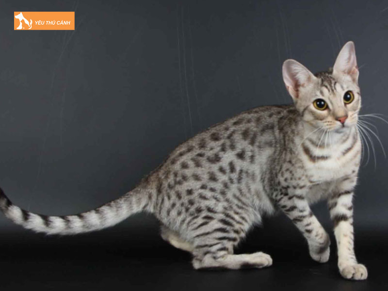 Nguon-goc-cua-meo-australian-mist-thucanh