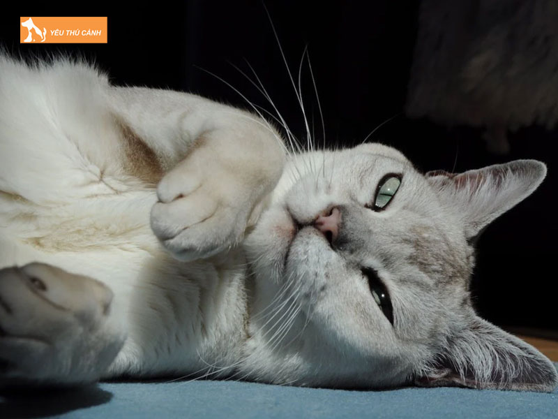 Nguon-goc-cua-meo-burmilla-thucanh