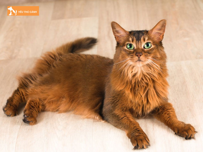 Nguon-goc-cua-meo-somali-thucanh